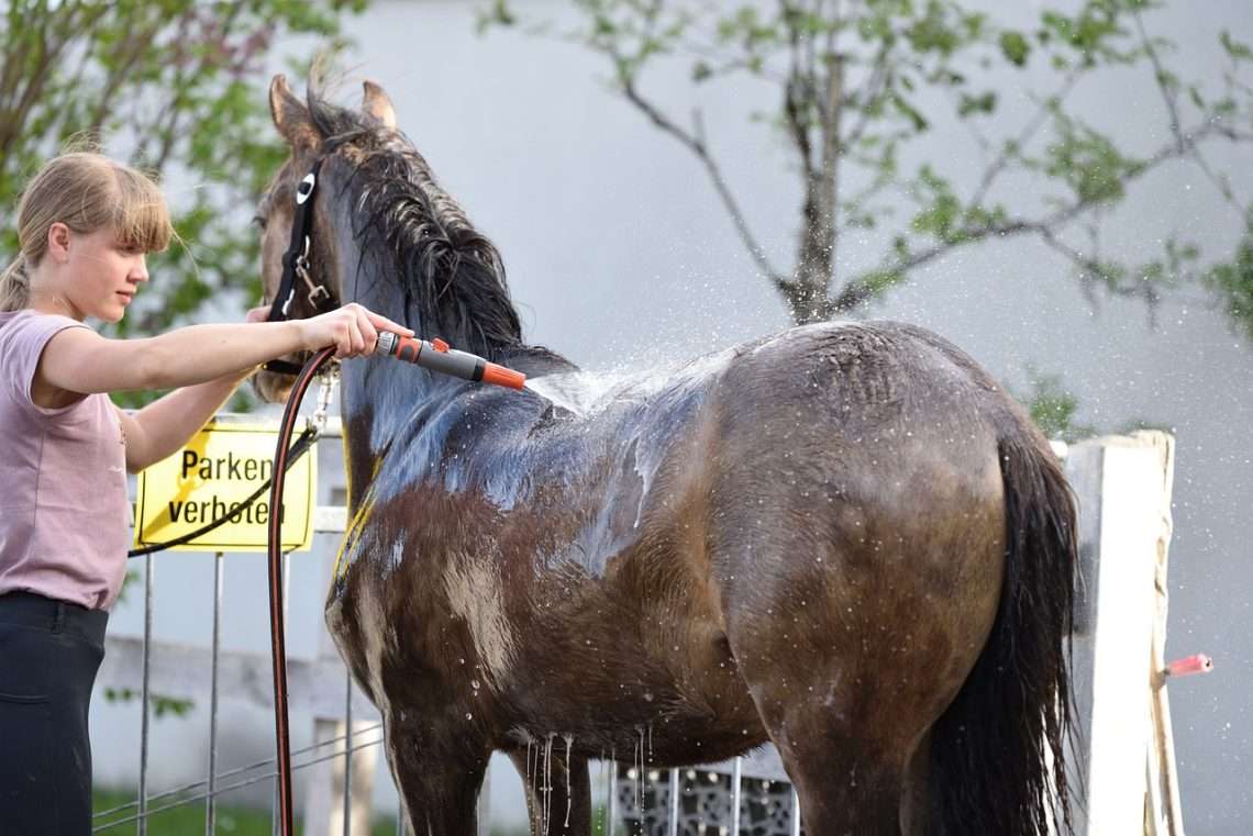horse, girl, wash-6281550.jpg