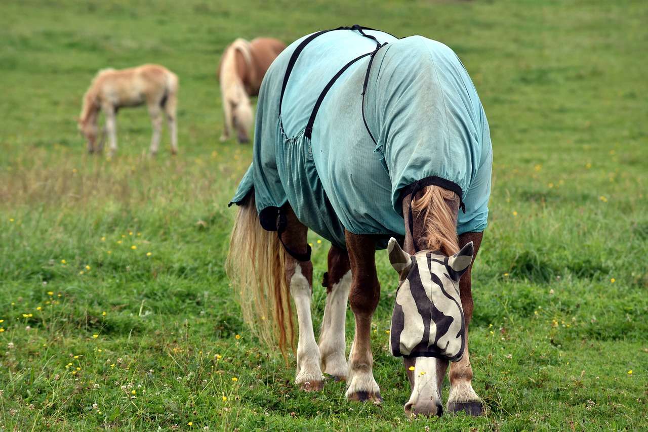 horse, horse blanket, protection-3532327.jpg