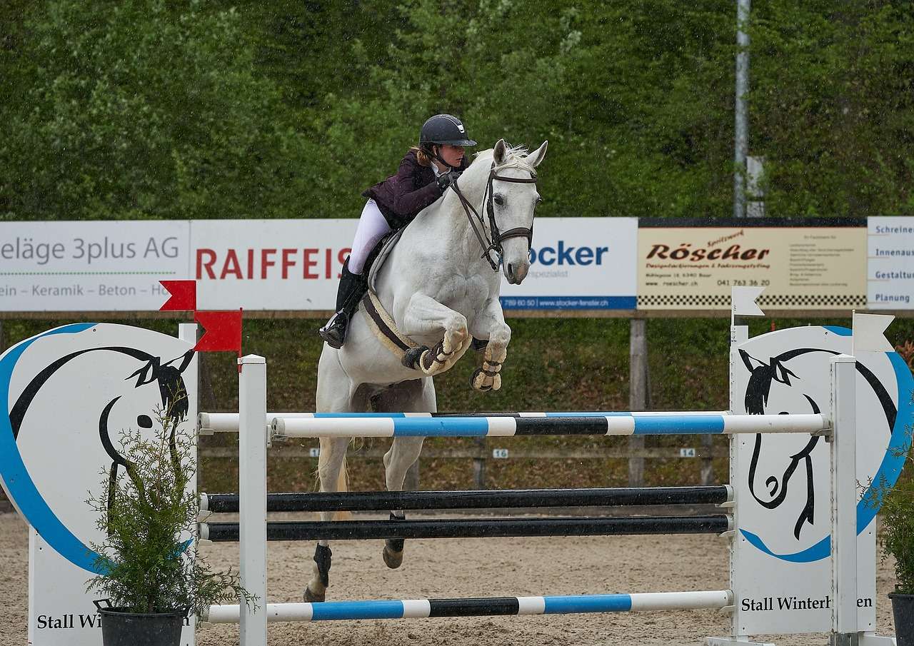 horse jumping, competition, obstacle-4416635.jpg