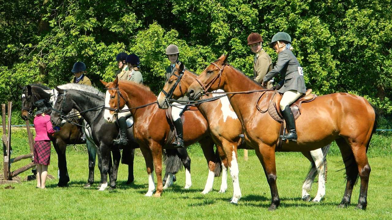 horse, rider, show-71083.jpg
